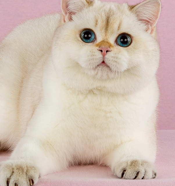 Mèo Anh Lông Ngắn Golden Point: Tổng Quan, Giá Bán Và Cách Chăm Sóc 5