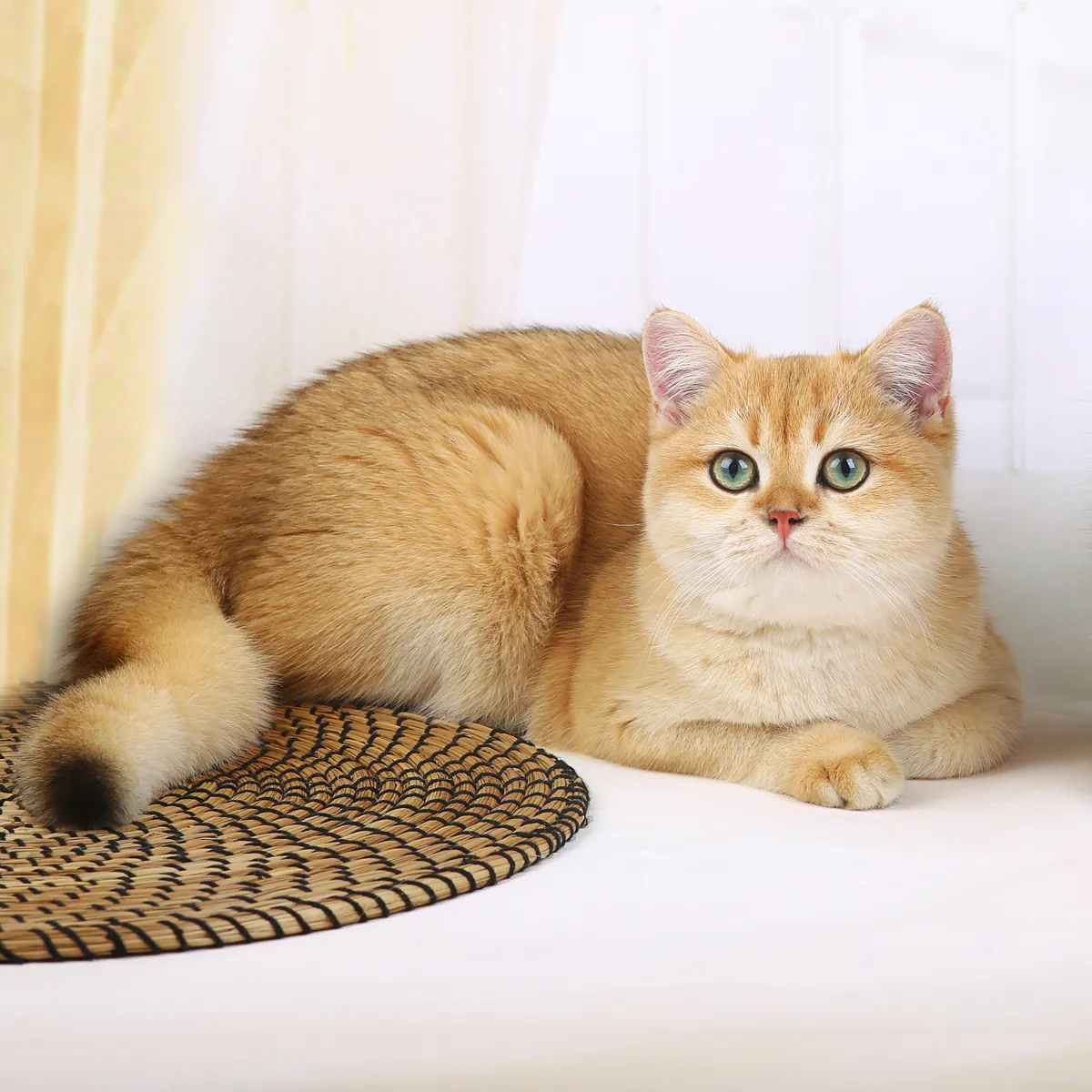 Mèo Anh Lông Ngắn Golden Ny12: Tổng Quan, Giá Bán Và Cách Chăm Sóc 3