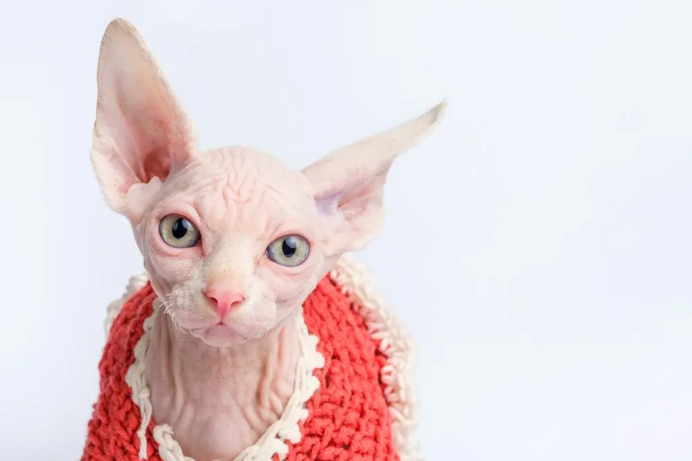 Mèo Ai Cập (Sphynx) không lông : Nguồn gốc, giá bán, cách chăm sóc 1