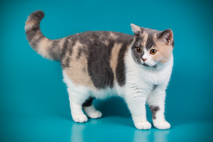 Mèo Anh lông ngắn tam thể tricolor : Chi tiết, giá bán, cách chăm sóc 3