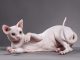 Mèo Ai Cập (Sphynx) không lông : Nguồn gốc, giá bán, cách chăm sóc 13