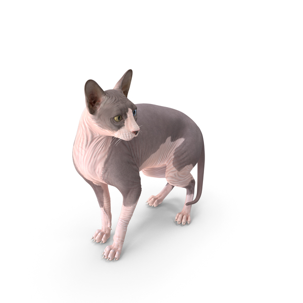 Mèo Ai Cập (Sphynx) không lông : Nguồn gốc, giá bán, cách chăm sóc 19