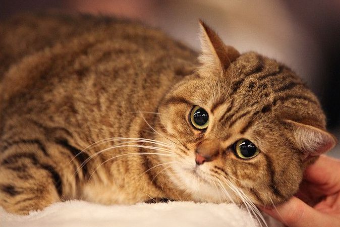 Mèo Anh Lông Ngắn Golden Tabby: Tổng Quan, Giá Bán Và Cách Chăm Sóc 3