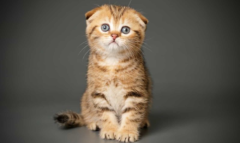 Mèo Anh lông ngắn tai cụp: Đặc điểm, tính cách, giá bao nhiêu? 9