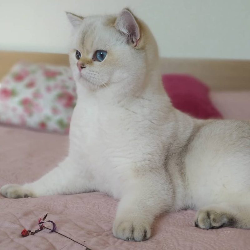 Mèo Anh Lông Ngắn Golden Point: Tổng Quan, Giá Bán Và Cách Chăm Sóc 7