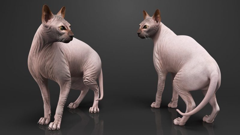 Mèo Ai Cập (Sphynx) không lông : Nguồn gốc, giá bán, cách chăm sóc 21