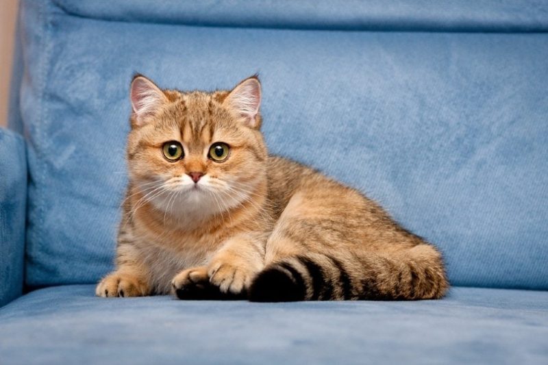 Mèo Anh Lông Ngắn Golden Tabby: Tổng Quan, Giá Bán Và Cách Chăm Sóc 5