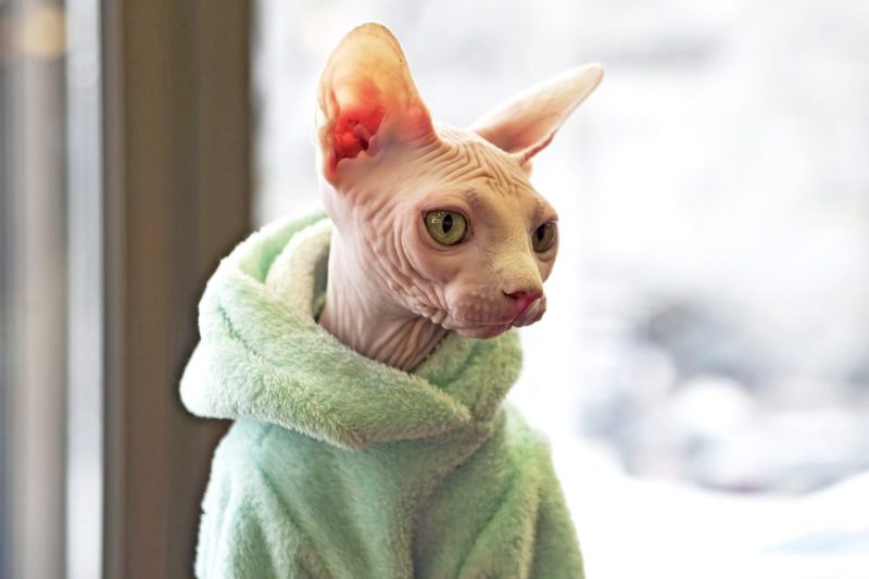 Mèo Ai Cập (Sphynx) không lông : Nguồn gốc, giá bán, cách chăm sóc 29