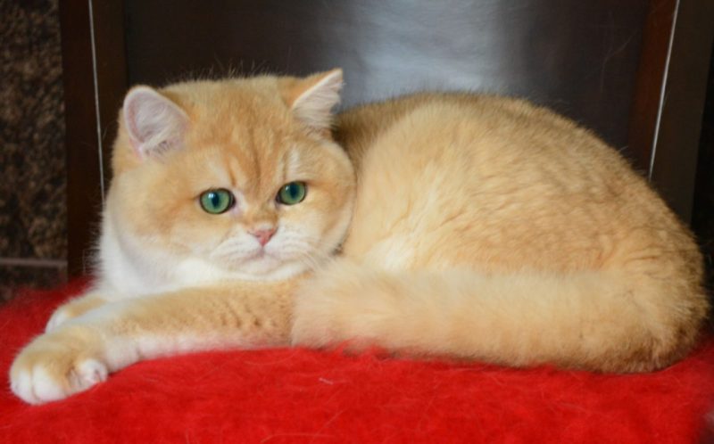 Mèo Anh Lông Ngắn Golden Ny12: Tổng Quan, Giá Bán Và Cách Chăm Sóc 7