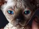 Mèo Ai Cập Mắt Xanh: Tổng Quan, Giá Bán Và Cách Chăm Sóc 31