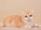 Mèo Anh Lông Ngắn Golden Ny12: Tổng Quan, Giá Bán Và Cách Chăm Sóc 9