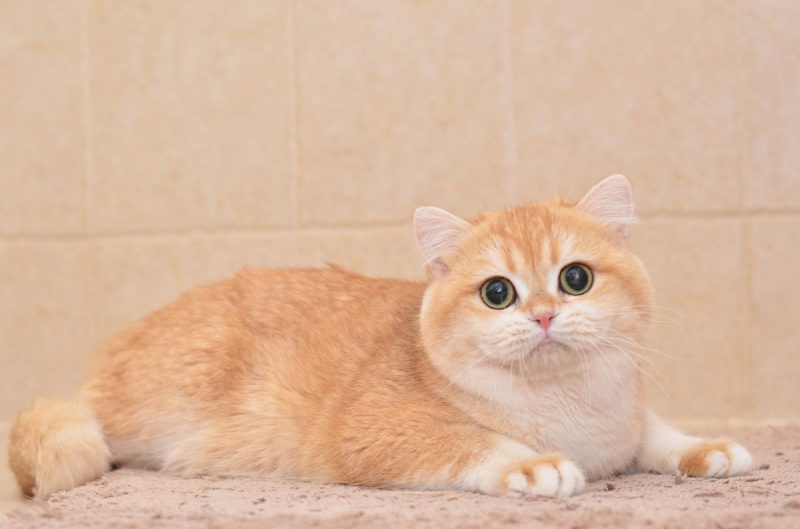 Mèo Anh Lông Ngắn Golden Ny12: Tổng Quan, Giá Bán Và Cách Chăm Sóc 5