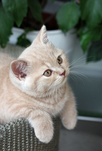 Mèo Anh Lông Ngắn Hồng Phấn: Tổng Quan, Giá Bán Và Cách Chăm Sóc 3