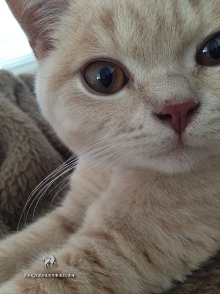 Mèo Anh Lông Ngắn Hồng Phấn: Tổng Quan, Giá Bán Và Cách Chăm Sóc 11