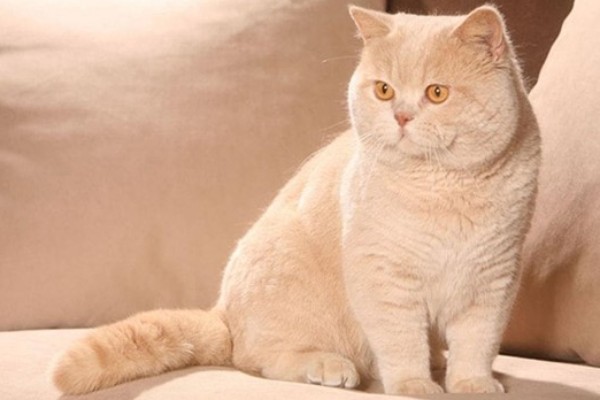 Mèo Anh Lông Ngắn Hồng Phấn: Tổng Quan, Giá Bán Và Cách Chăm Sóc 7