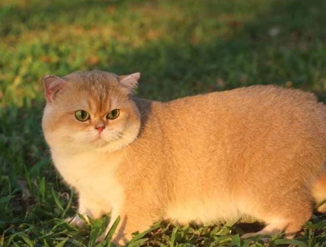 Mèo Anh Lông Ngắn Golden Ny12: Tổng Quan, Giá Bán Và Cách Chăm Sóc 9