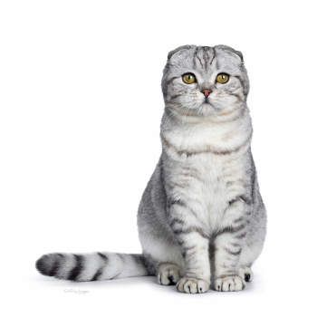 Mèo Anh lông ngắn tai cụp: Đặc điểm, tính cách, giá bao nhiêu? 11