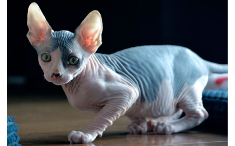 Mèo Ai Cập (Sphynx) không lông : Nguồn gốc, giá bán, cách chăm sóc 23