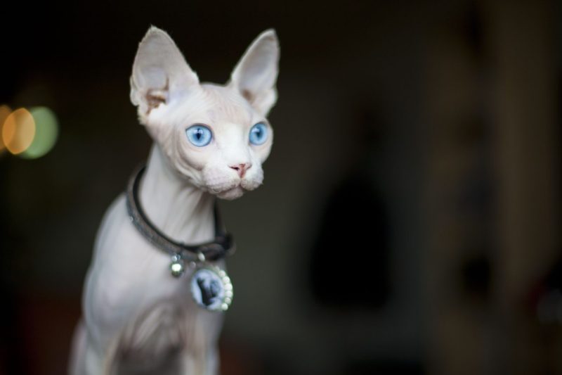 Mèo Ai Cập Mắt Xanh: Tổng Quan, Giá Bán Và Cách Chăm Sóc 1
