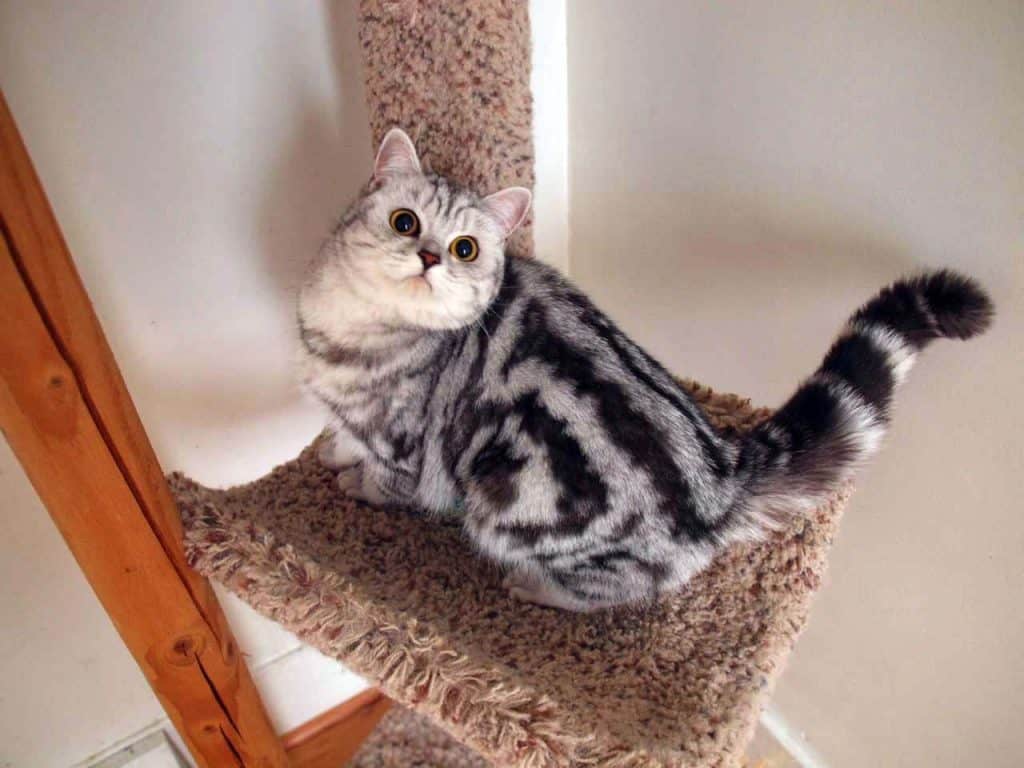 Mèo Anh lông ngắn tam thể tricolor : Chi tiết, giá bán, cách chăm sóc 5