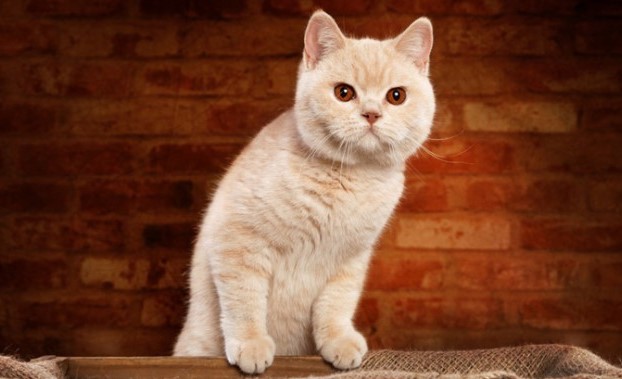Mèo Anh Lông Ngắn Hồng Phấn: Tổng Quan, Giá Bán Và Cách Chăm Sóc 1