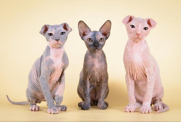 Mèo Ai Cập (Sphynx) không lông : Nguồn gốc, giá bán, cách chăm sóc 15
