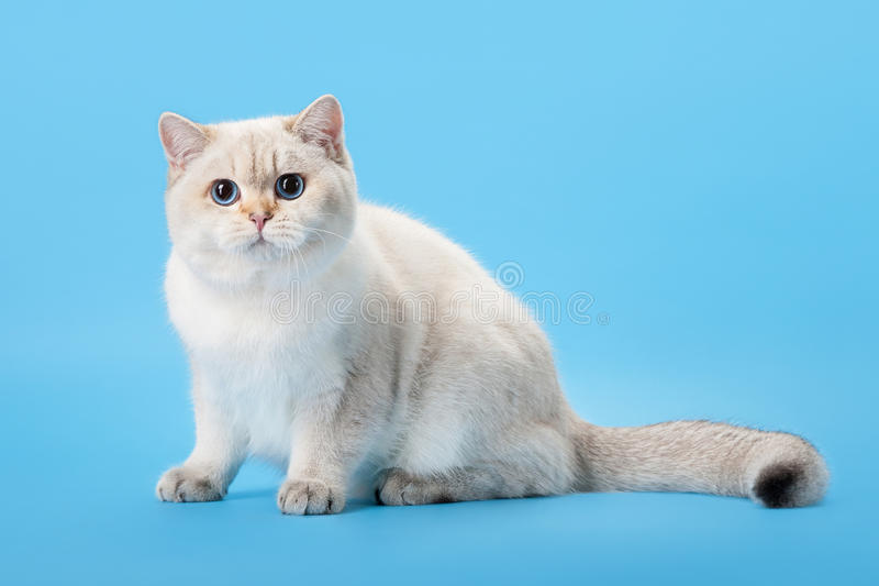 Mèo Anh Lông Ngắn Golden Point: Tổng Quan, Giá Bán Và Cách Chăm Sóc 1
