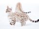 Mèo Bengal Màu Trắng Silver: Tổng quan, giá bán, cách chăm sóc 11