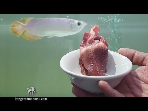 Những ưu và nhược điểm của việc cho cá rồng ăn thịt bò 5