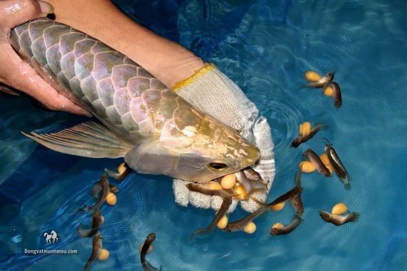 [HOT] Kĩ thuật nuôi cá rồng sinh sản làm kinh tế năm 2023 3