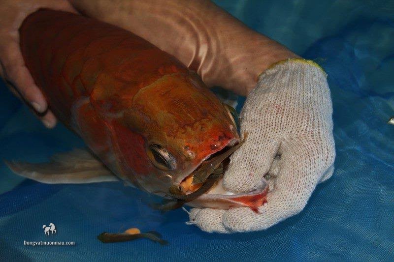 [HOT] Kĩ thuật nuôi cá rồng sinh sản làm kinh tế năm 2023 5