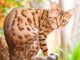 Cách Nhận Biết Mèo Bengal Thuần Chủng Mà Không Phải Ai Cũng Biết 9
