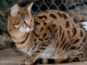 Cách Phân Biệt Mèo Rừng Nauy Và Mèo Bengal Bạn Nên Biết 9