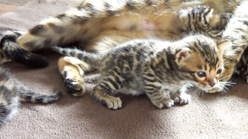 Cách Phối Giống Mèo Bengal : Hướng Dẫn Chi Tiết Từ A - Z 1