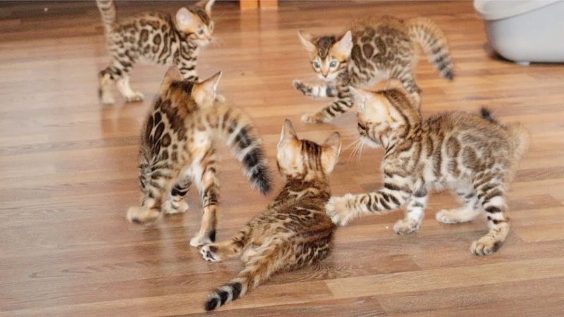 Cách Phối Giống Mèo Bengal : Hướng Dẫn Chi Tiết Từ A - Z 3