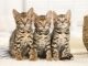 Cách Phối Giống Mèo Bengal : Hướng Dẫn Chi Tiết Từ A - Z 9