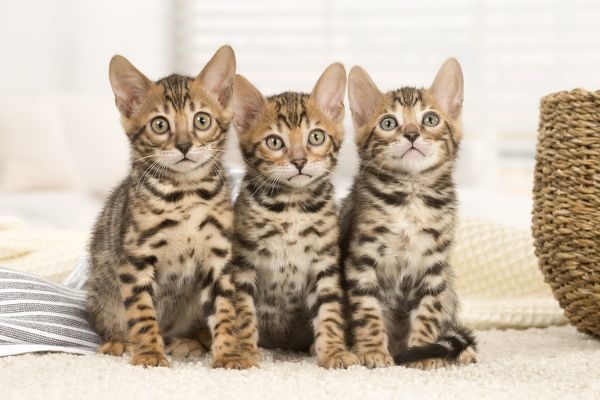 Cách Phối Giống Mèo Bengal : Hướng Dẫn Chi Tiết Từ A - Z 5