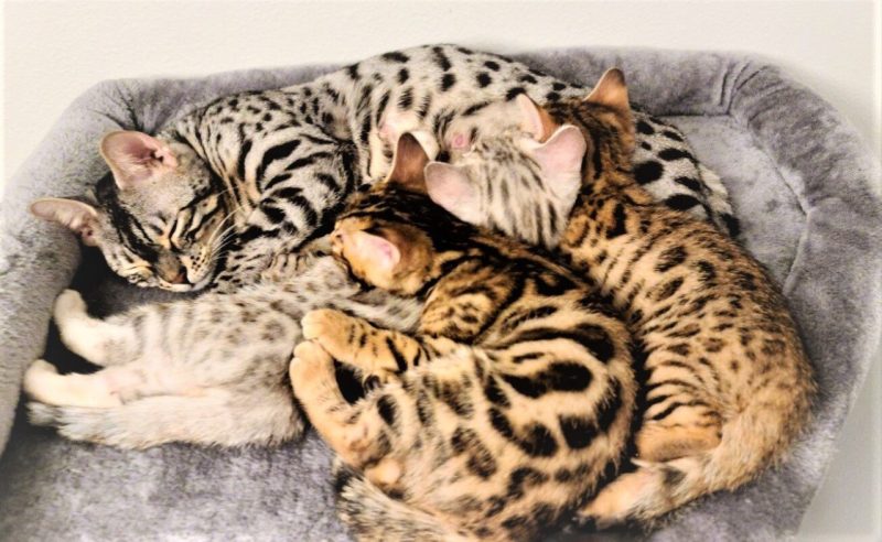 Cách Phối Giống Mèo Bengal : Hướng Dẫn Chi Tiết Từ A - Z 7