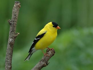 Chim Sẻ Màu Vàng: Nguồn Gốc, Cách Nuôi Và Chăm Sóc 15