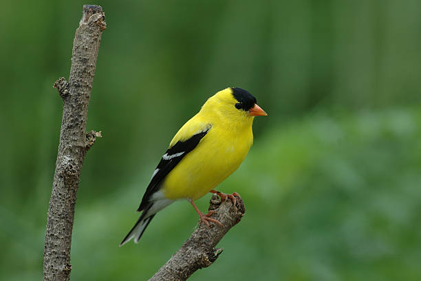 Chim Sẻ Màu Vàng: Nguồn Gốc, Cách Nuôi Và Chăm Sóc 297