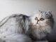 Mèo Ba Tư Chinchilla: Đặc điểm, Giá Bán Và Cách Chăm Sóc 11