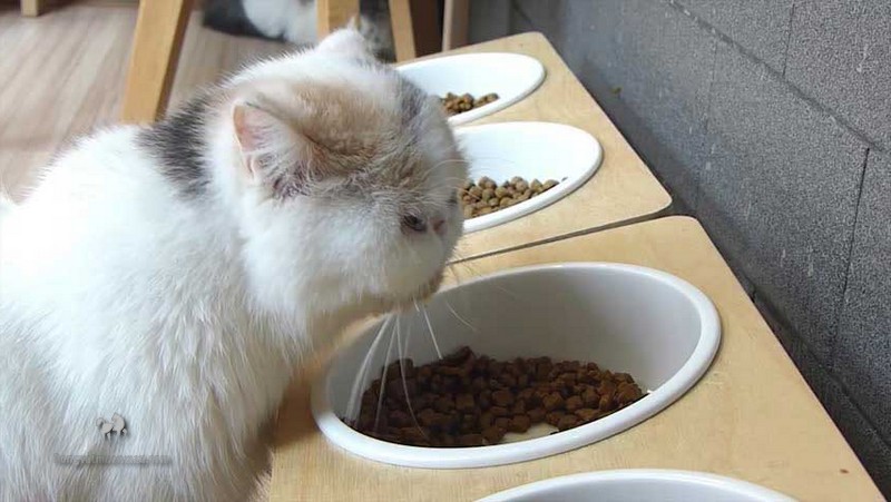 Mèo Ba Tư Ăn Gì? Hướng Dẫn Chế Độ Dinh dưỡng Một Cách Đầy Đủ Và Cân Bằng 9