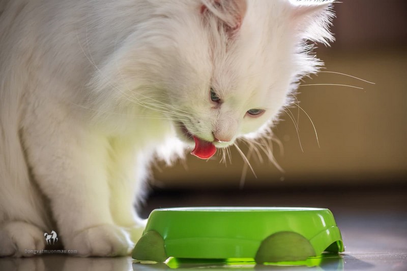 Mèo Ba Tư Ăn Gì? Hướng Dẫn Chế Độ Dinh dưỡng Một Cách Đầy Đủ Và Cân Bằng 7