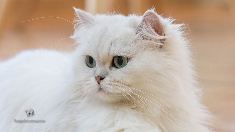 Mèo Ba Tư Ăn Gì? Hướng Dẫn Chế Độ Dinh dưỡng Một Cách Đầy Đủ Và Cân Bằng 5