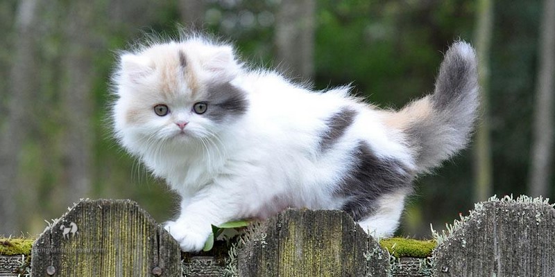 Mèo Ba Tư Chân Ngắn: Những Điều Cần Biết Về Giống Mèo Độc Đáo Này 3