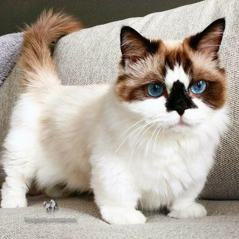 Mèo Ba Tư Chân Ngắn: Những Điều Cần Biết Về Giống Mèo Độc Đáo Này 1