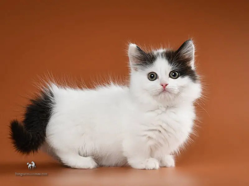 Mèo Ba Tư Chân Ngắn: Những Điều Cần Biết Về Giống Mèo Độc Đáo Này 9