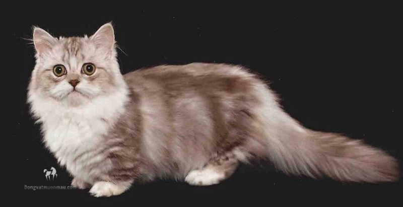 Mèo Ba Tư Chân Ngắn: Những Điều Cần Biết Về Giống Mèo Độc Đáo Này 11