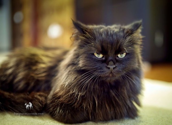 Mèo Ba Tư Đen: Tổng Quan, Giá Bán Và Cách Chăm Sóc 9