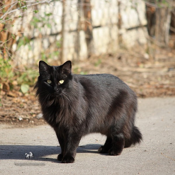 Mèo Ba Tư Đen: Tổng Quan, Giá Bán Và Cách Chăm Sóc 5